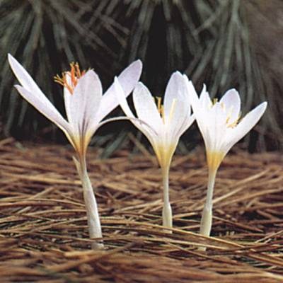 Crocus cancellatus pamphylicus