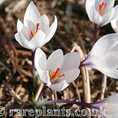 Crocus cartwrightianus Michel