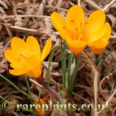 Crocus chrysanthus Afyon