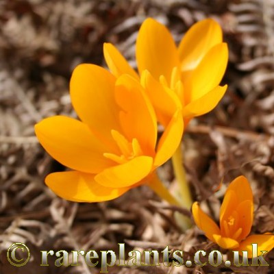 Crocus gargaricus
