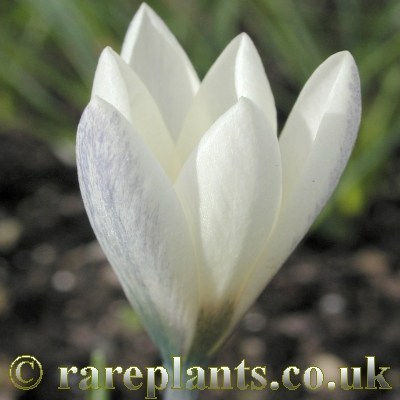 Crocus korolkowii albus