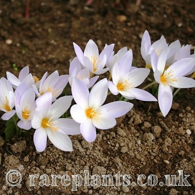 Crocus laevigatus AH.0153