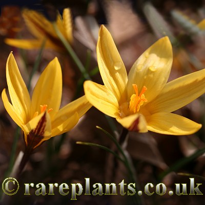 Crocus leonidii Janis Ruksans