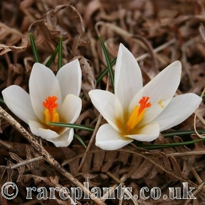 Crocus malyi Sveti Roc
