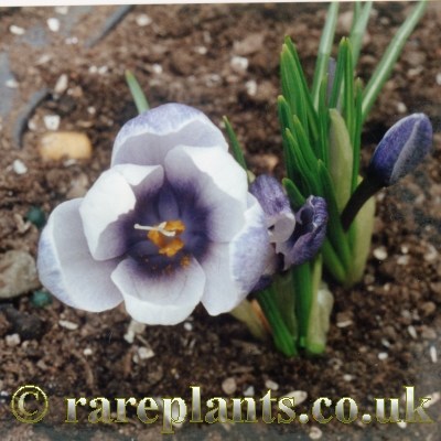 Crocus michelsonii