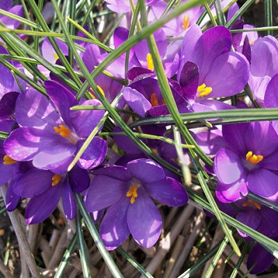 Crocus minimus Bavella