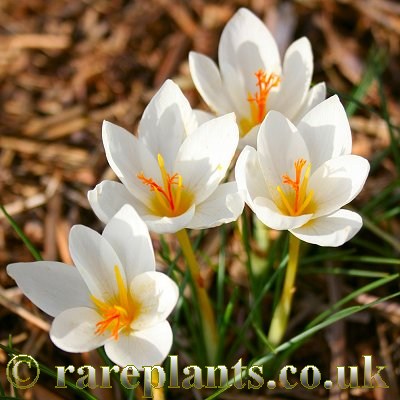 Crocus niveus Late Form VV.KA. 2312