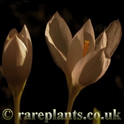 Crocus paulinae