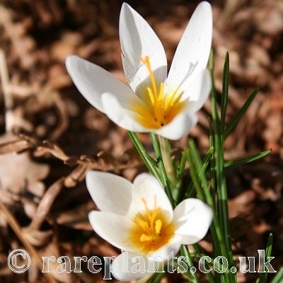 Crocus pestalozzae