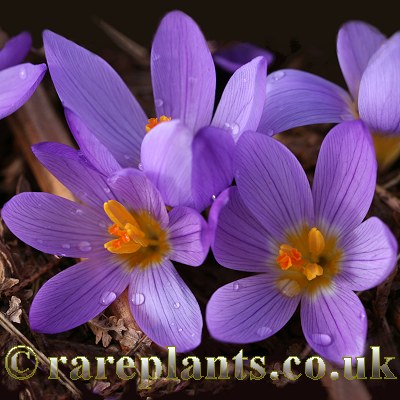 Crocus sieberi nivalis
