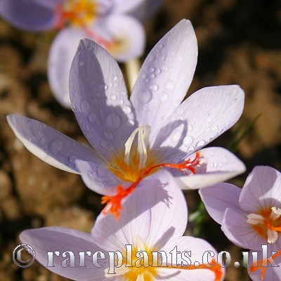 Crocus tournefortii AH.0002