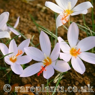Crocus tournefortii