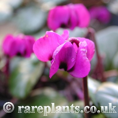 Cyclamen coum Meaden's Crimson