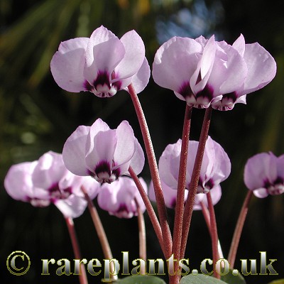 Cyclamen coum Mixed Pinks