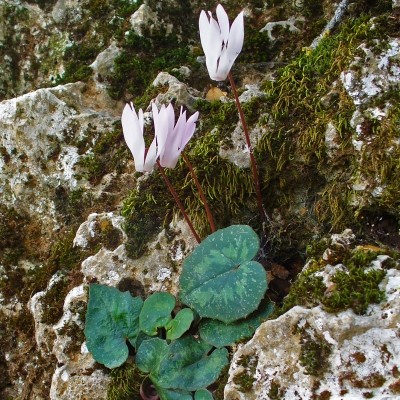 Cyclamen creticum