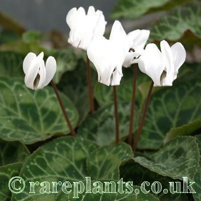 Cyclamen graecum album