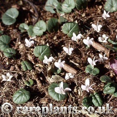 Cyclamen intaminatum