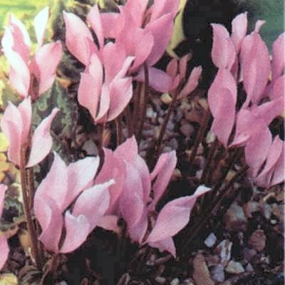Cyclamen mirabile