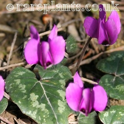 Cyclamen pseudibericum