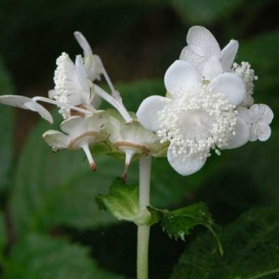Deinanthe bifida