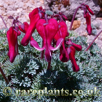 Dicentra peregrina Hien