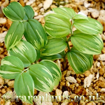 Disporum smilacinum Utage