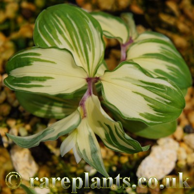 Disporum smilacinum Kasi no Hikari