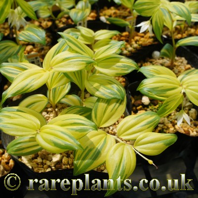 Disporum smilacinum Koutei comp