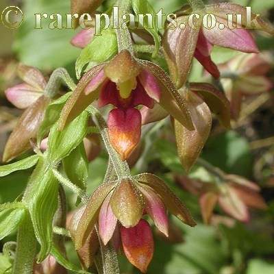 Epipactis mairei