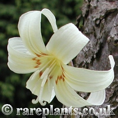 Erythronium White Beauty