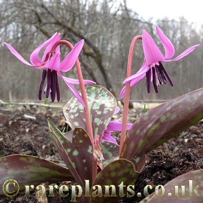 Erythronium dens-canis Frans Hals