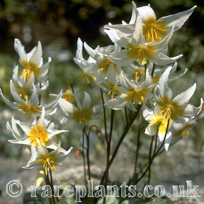 Erythronium helenae