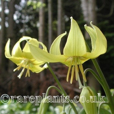Erythronium Jeannine