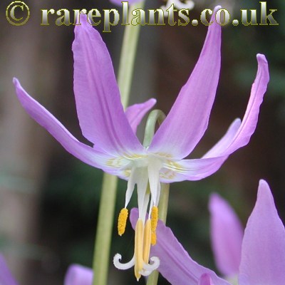 Erythronium revolutum