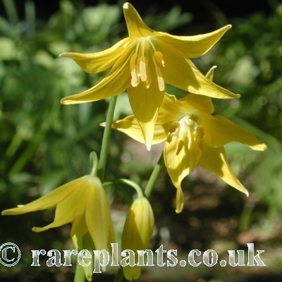Erythronium tuolumnense