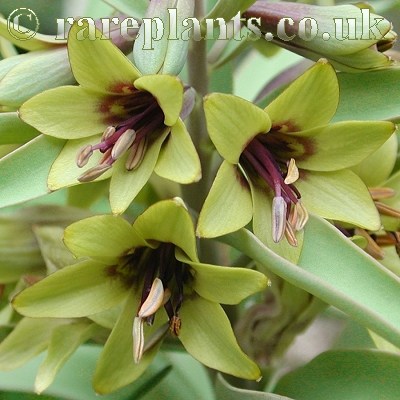 Fritillaria sewerzowii Brown Eyes