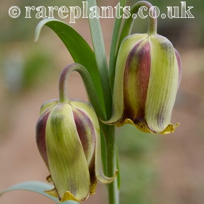 Fritillaria acmopetala