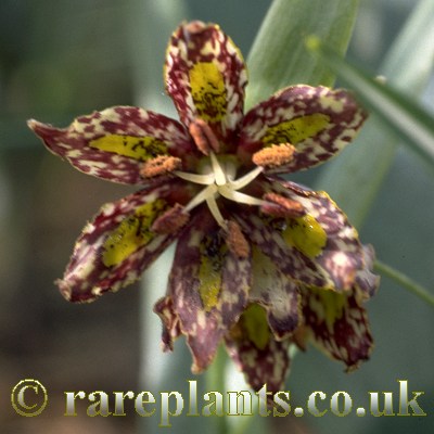 Fritillaria affinis P&Z.92-293