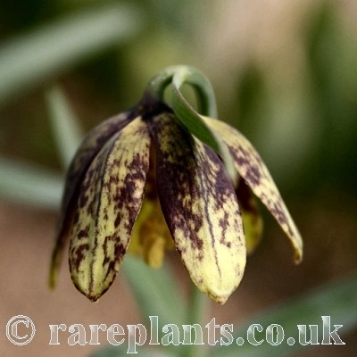 Fritillaria affinis