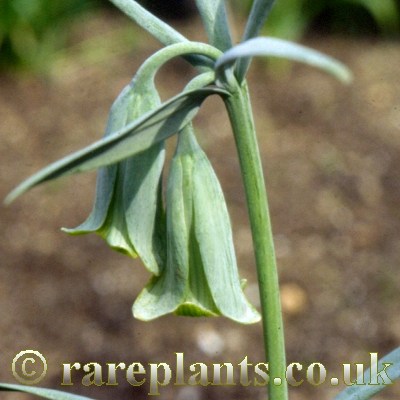 Fritillaria alfredae glaucoviridis