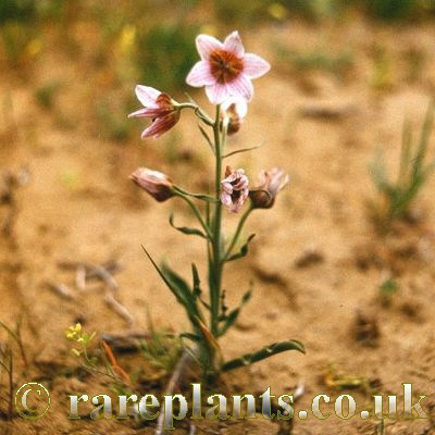 Fritillaria ariana