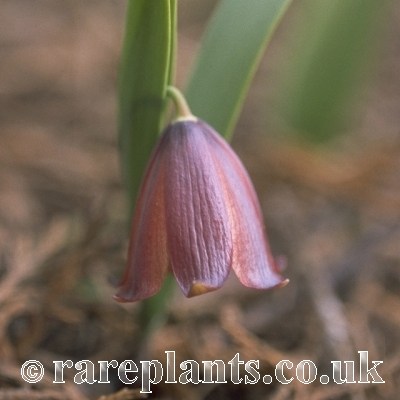 Fritillaria armena