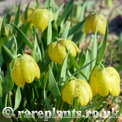 Fritillaria aurea