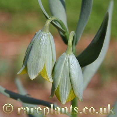 Fritillaria bithynica