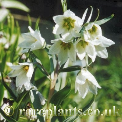 Fritillaria bucharica Varzob