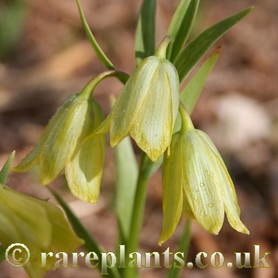 Fritillaria carica Tall