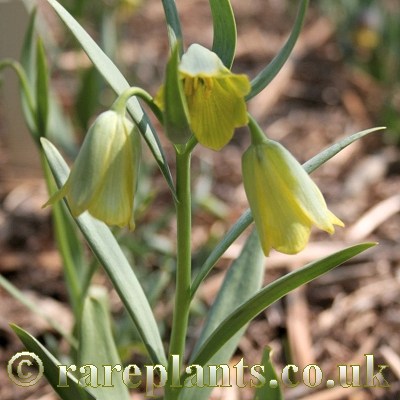 Fritillaria carica