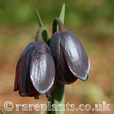 Fritillaria caucasica