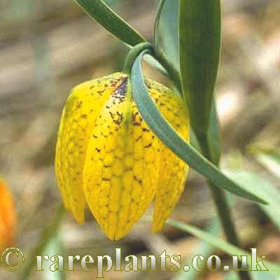 Fritillaria collina