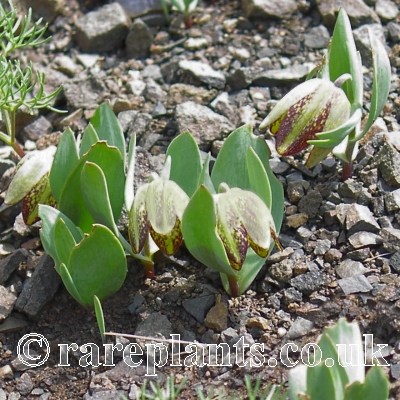 Fritillaria crassifolia
